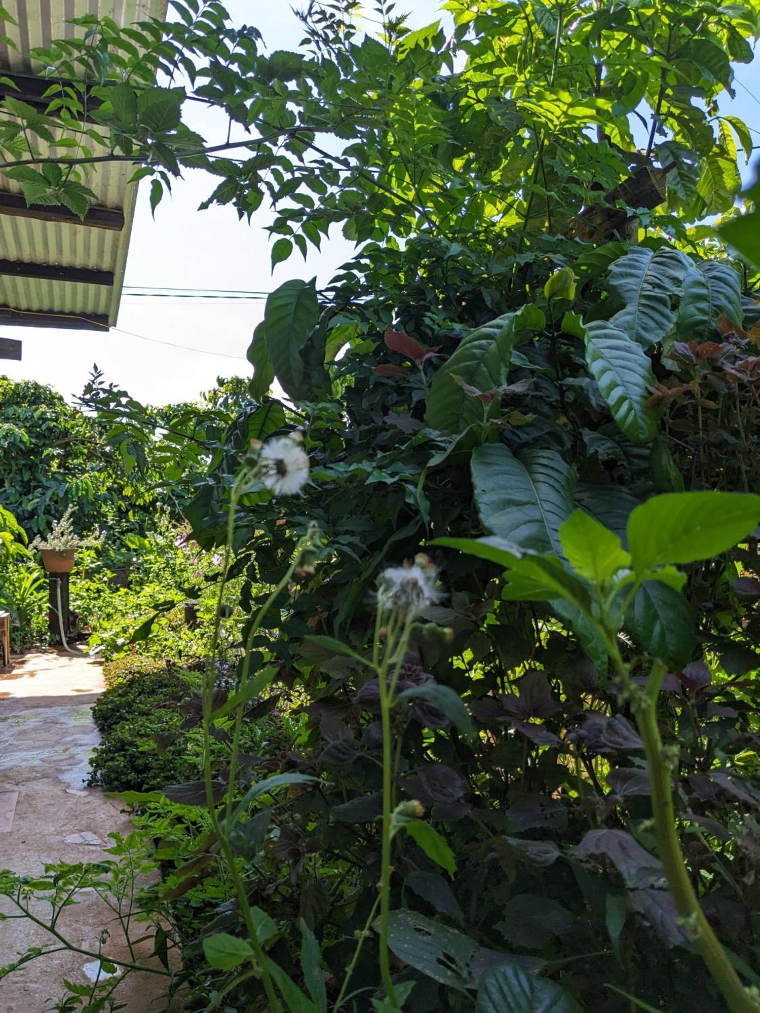 Ivy Coffee Farm - Garden House Apartment Duc Trong Exterior photo