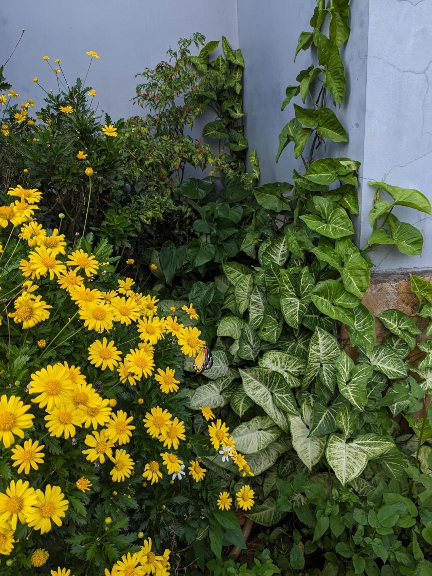 Ivy Coffee Farm - Garden House Apartment Duc Trong Exterior photo
